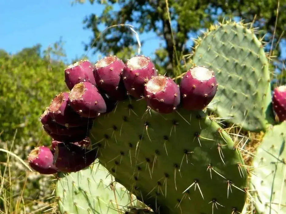Prickly Pear ,CACTI SEEDS (Opuntia humifus ) Perennial. - Caribbean garden seed