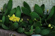 Prickly Pear ,CACTI SEEDS (Opuntia humifus ) Perennial. - Caribbean garden seed