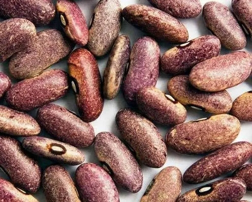 Provence Beans, Organic,originated in Africa, beautiful purple color. - Caribbean garden seed