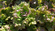 Prizehead Looseleaf Lettuce, VEGETABLE SEEDS - Caribbean garden seed