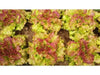 Prizehead Looseleaf Lettuce, VEGETABLE SEEDS - Caribbean garden seed