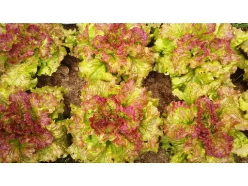Prizehead Looseleaf Lettuce, VEGETABLE SEEDS - Caribbean garden seed
