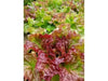 Prizehead Looseleaf Lettuce, VEGETABLE SEEDS - Caribbean garden seed