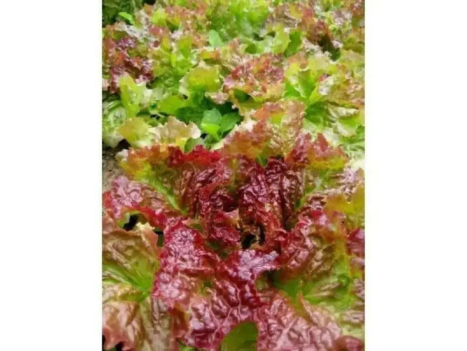 Prizehead Looseleaf Lettuce, VEGETABLE SEEDS - Caribbean garden seed