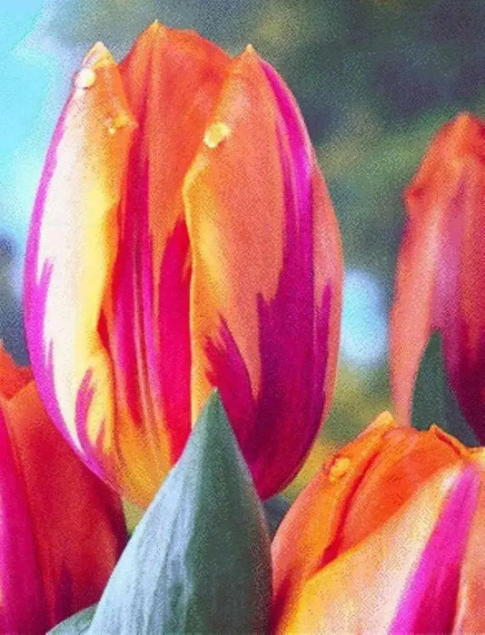 Princess Irene Triumph Tulip (Bulbs),12/+cm - Caribbean garden seed