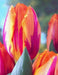 Princess Irene Triumph Tulip (Bulbs),12/+cm - Caribbean garden seed