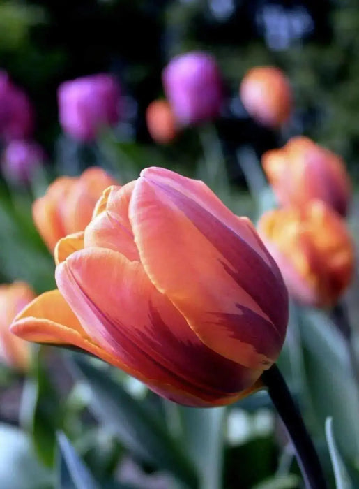Princess Irene Triumph Tulip (Bulbs),12/+cm - Caribbean garden seed