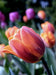 Princess Irene Triumph Tulip (Bulbs),12/+cm - Caribbean garden seed