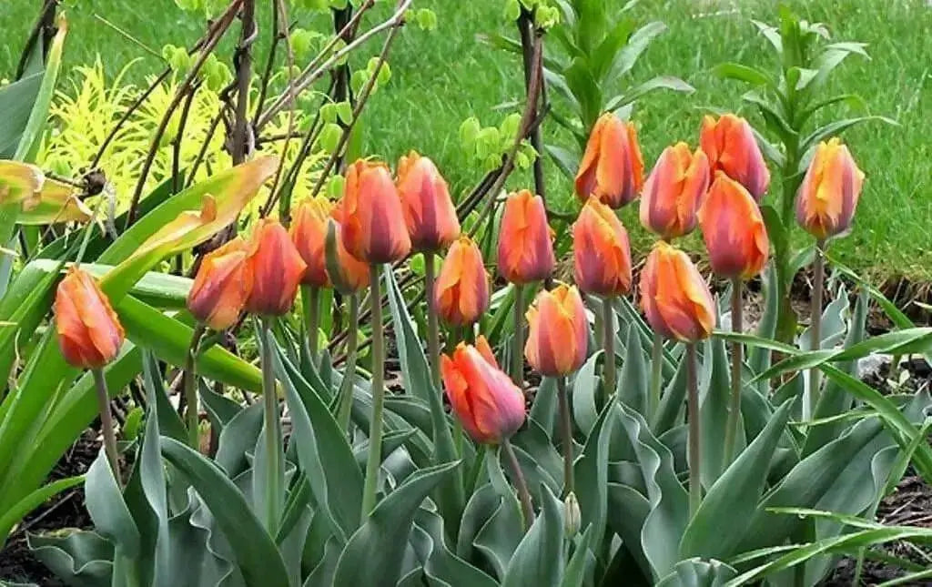 Princess Irene Triumph Tulip (Bulbs),12/+cm - Caribbean garden seed