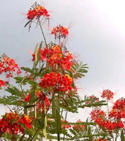 Pride of Barbados Seeds Tropical Caribbean Shrub - Caribbean garden seed