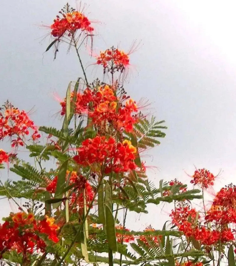 Pride of Barbados Seeds Tropical Caribbean Shrub - Caribbean garden seed