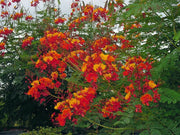 Pride of Barbados Seeds Tropical Caribbean Shrub - Caribbean garden seed
