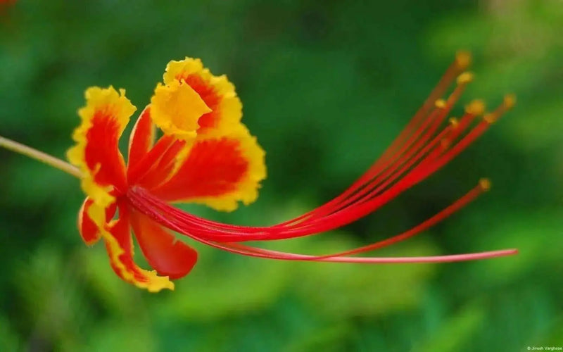 Pride of Barbados Seeds Tropical Caribbean Shrub - Caribbean garden seed