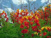 Pride of Barbados Seeds Tropical Caribbean Shrub - Caribbean garden seed