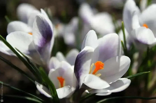 Prins Clause Crocus , Fall Planting Bulb - Caribbean garden seed