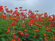 Pride of Barbados Seeds Tropical Caribbean Shrub - Caribbean garden seed