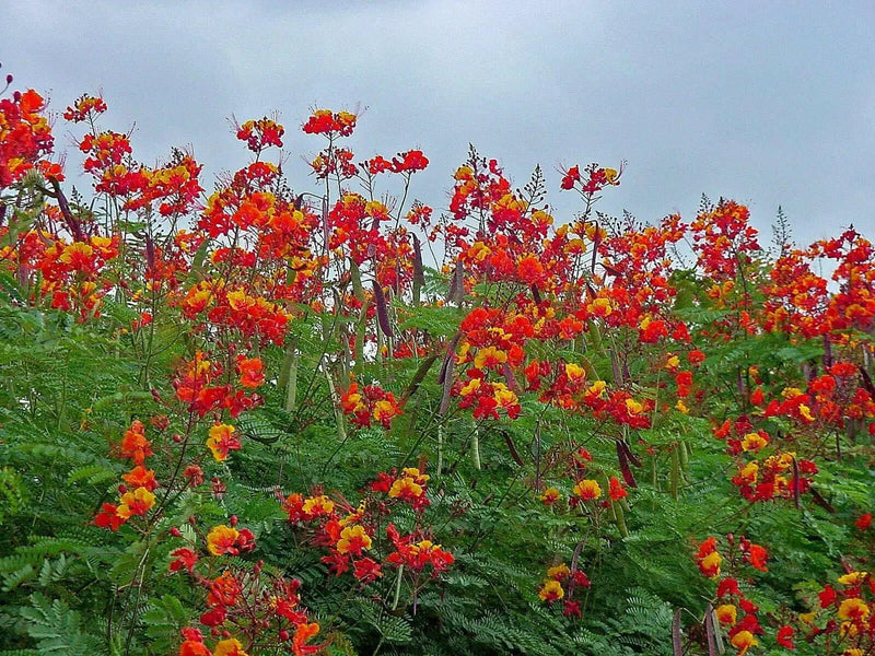 Pride of Barbados Seeds Tropical Caribbean Shrub - Caribbean garden seed