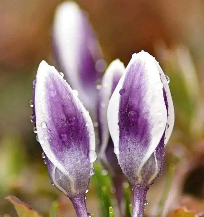 Prins Clause Crocus , Fall Planting Bulb - Caribbean garden seed