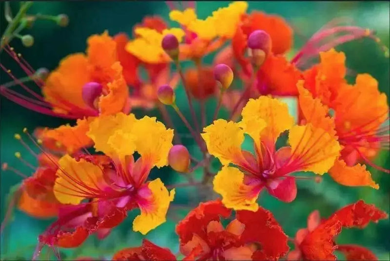 Pride of Barbados Seeds Tropical Caribbean Shrub - Caribbean garden seed