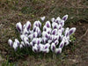 Prins Clause Crocus , Fall Planting Bulb - Caribbean garden seed