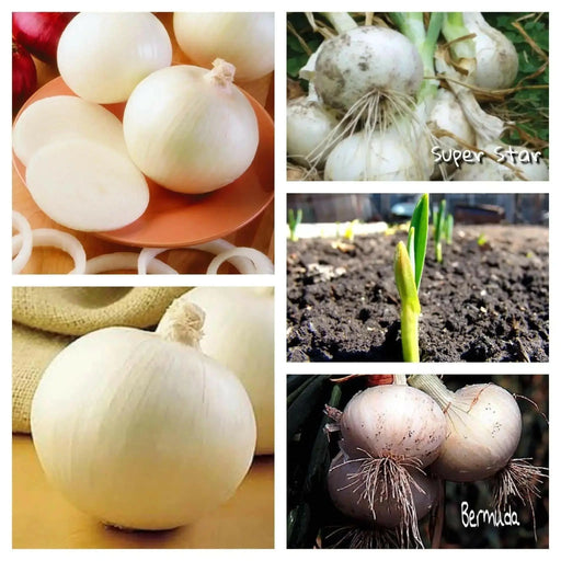 Pure White Onion Plant Mix, These two big guns Super star and White Bermuda join to make a great team - Caribbean garden seed