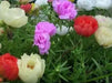 Portulaca Moss Rose ,Sundial Mix, FLOWERS SEED - Caribbean garden seed