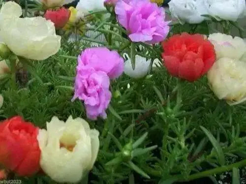 Portulaca Moss Rose ,Sundial Mix, FLOWERS SEED - Caribbean garden seed