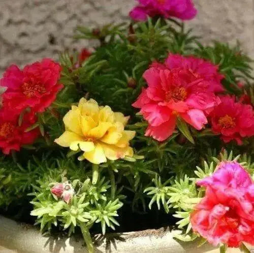 Portulaca Moss Rose ,Sundial Mix, FLOWERS SEED - Caribbean garden seed