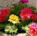 Portulaca Moss Rose ,Sundial Mix, FLOWERS SEED - Caribbean garden seed