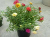 Portulaca Moss Rose ,Sundial Mix, FLOWERS SEED - Caribbean garden seed