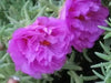 Portulaca Moss Rose ,Sundial Mix, FLOWERS SEED - Caribbean garden seed