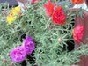 Portulaca Moss Rose ,Sundial Mix, FLOWERS SEED - Caribbean garden seed