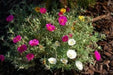 Portulaca Moss Rose ,Sundial Mix, FLOWERS SEED - Caribbean garden seed