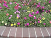 Portulaca Moss Rose ,Sundial Mix, FLOWERS SEED - Caribbean garden seed