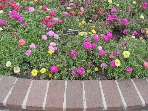 Portulaca Moss Rose ,Sundial Mix, FLOWERS SEED - Caribbean garden seed