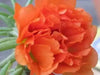 Portulaca Moss Rose ,Sundial Mix, FLOWERS SEED - Caribbean garden seed