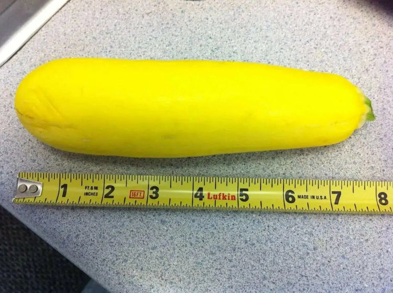 Prolific Straightneck Squash -, Summer Squash, ANNUAL VEGETABLE ! - Caribbean garden seed