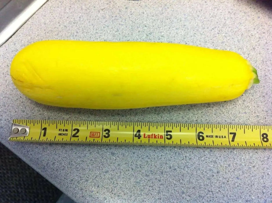 Prolific Straightneck Squash -, Summer Squash, ANNUAL VEGETABLE ! - Caribbean garden seed