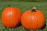 Pumpkin Seeds- 'Big Max' (Organic Winter Squash ) pumpkins averaging 100 lb - Caribbean garden seed