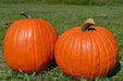 Pumpkin Seeds- 'Big Max' (Organic Winter Squash ) pumpkins averaging 100 lb - Caribbean garden seed