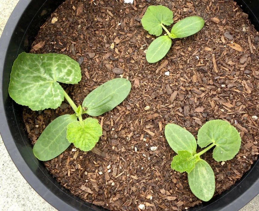 Prolific Straightneck Squash -, Summer Squash, ANNUAL VEGETABLE ! - Caribbean garden seed