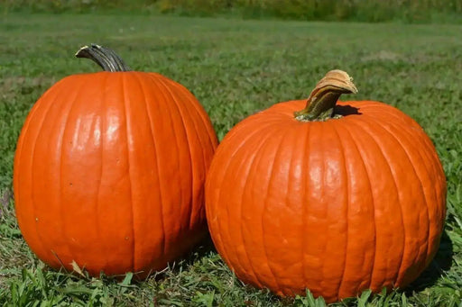 Pumpkin Seeds- 'Big Max' WINTER SQUASH - Caribbean garden seed