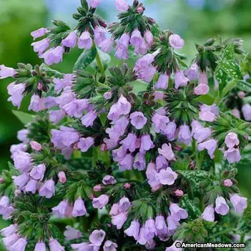 PULMONARIA  Roy Davidson’, Lungwort Bareroot,Deer-Resistant - Caribbean garden seed
