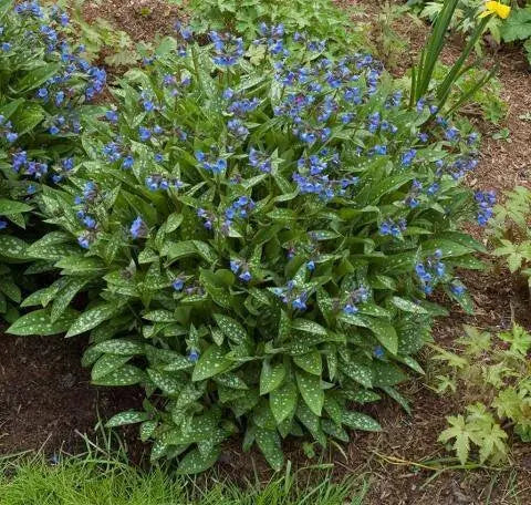 PULMONARIA  Roy Davidson’, Lungwort Bareroot,Deer-Resistant - Caribbean garden seed