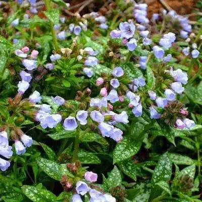 PULMONARIA  Roy Davidson’, Lungwort Bareroot,Deer-Resistant - Caribbean garden seed