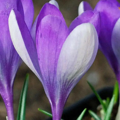 PURPLE ( Species Crocus - BULBS)  Deer resistant - Caribbean garden seed