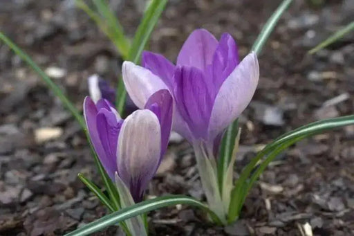 PURPLE ( Species Crocus - BULBS)  Deer resistant - Caribbean garden seed