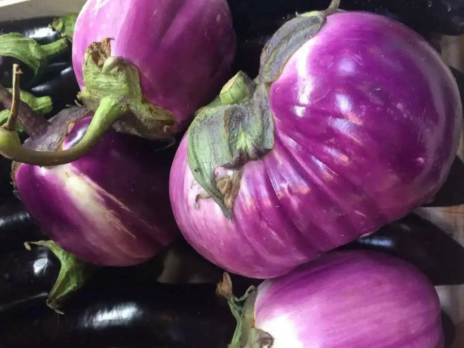 Prosperosa Eggplant Seeds- HEIRLOOM Italian Vegetable - Caribbean garden seed