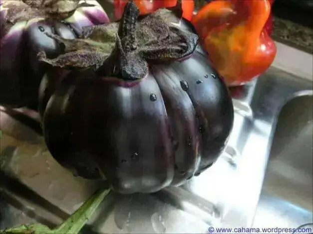 Prosperosa Eggplant Seeds- HEIRLOOM Italian Vegetable - Caribbean garden seed