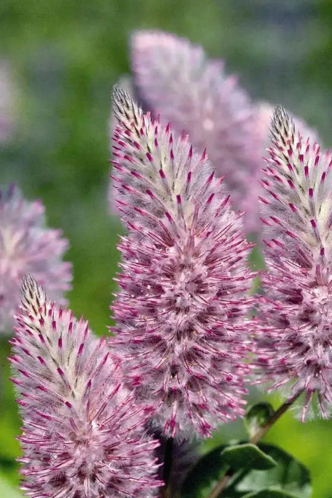 Ptilotus Exaltatus FLOWERS Seeds. - Caribbean garden seed